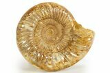 Polished Jurassic Ammonite (Kranosphinctes) - Madagascar #312362-1